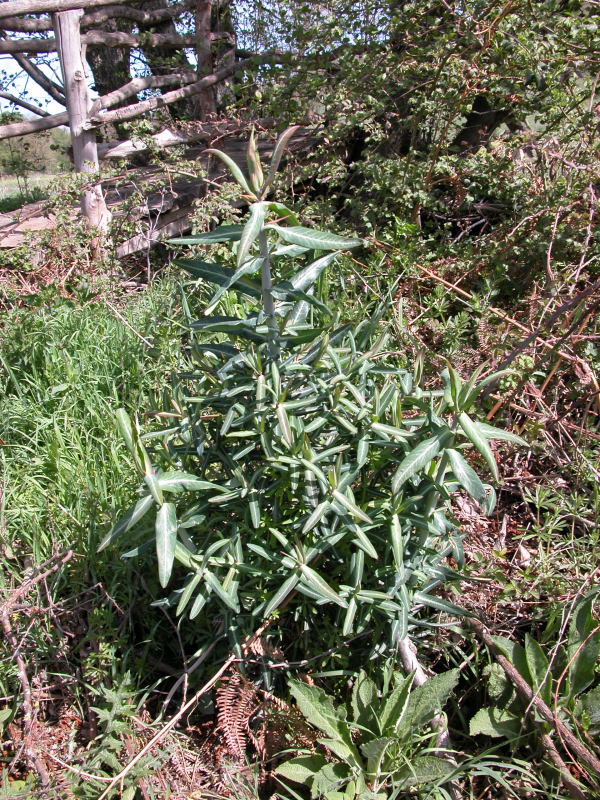 Supramonte do Oliena - Euphorbia lathyris